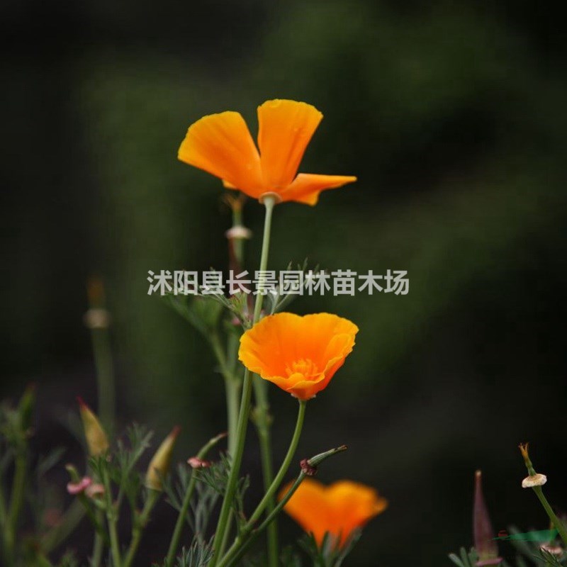 哪里有三色旋花種子賣？