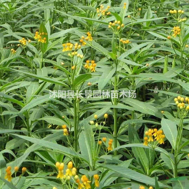 馬利筋種子批發(fā)價格？