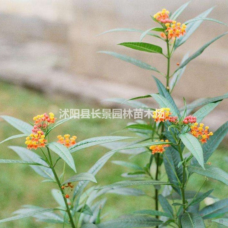 馬利筋種子批發(fā)價格？