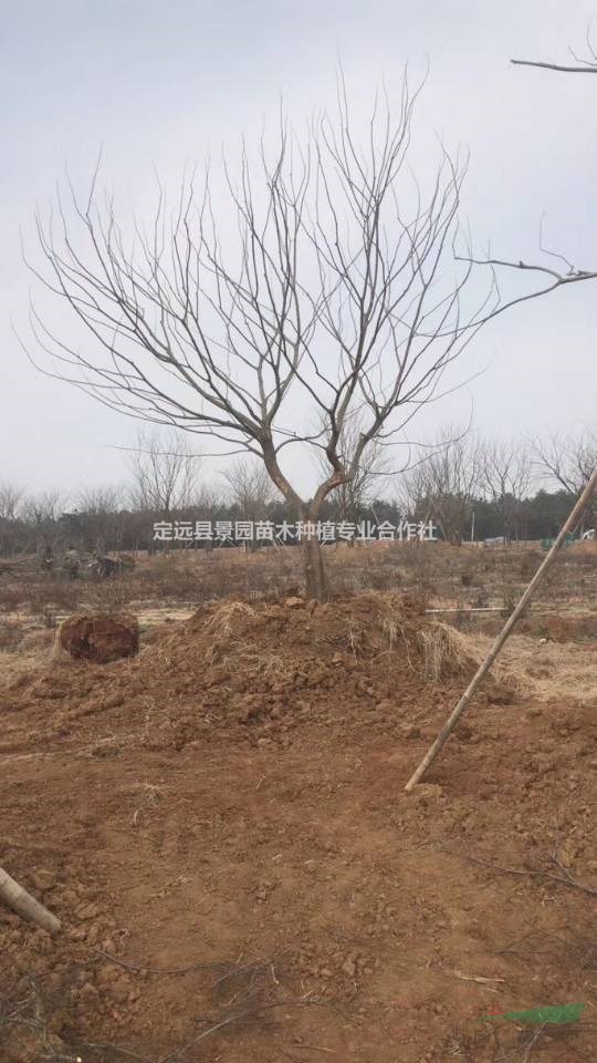 定遠樸樹大量