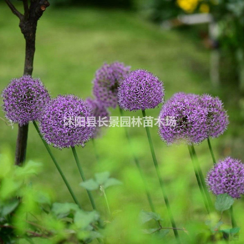 花蔥種子哪里有賣？多少錢(qián)一斤