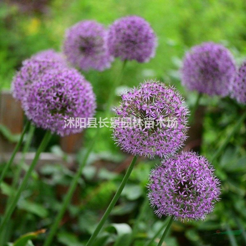 花蔥種子哪里有賣？多少錢(qián)一斤