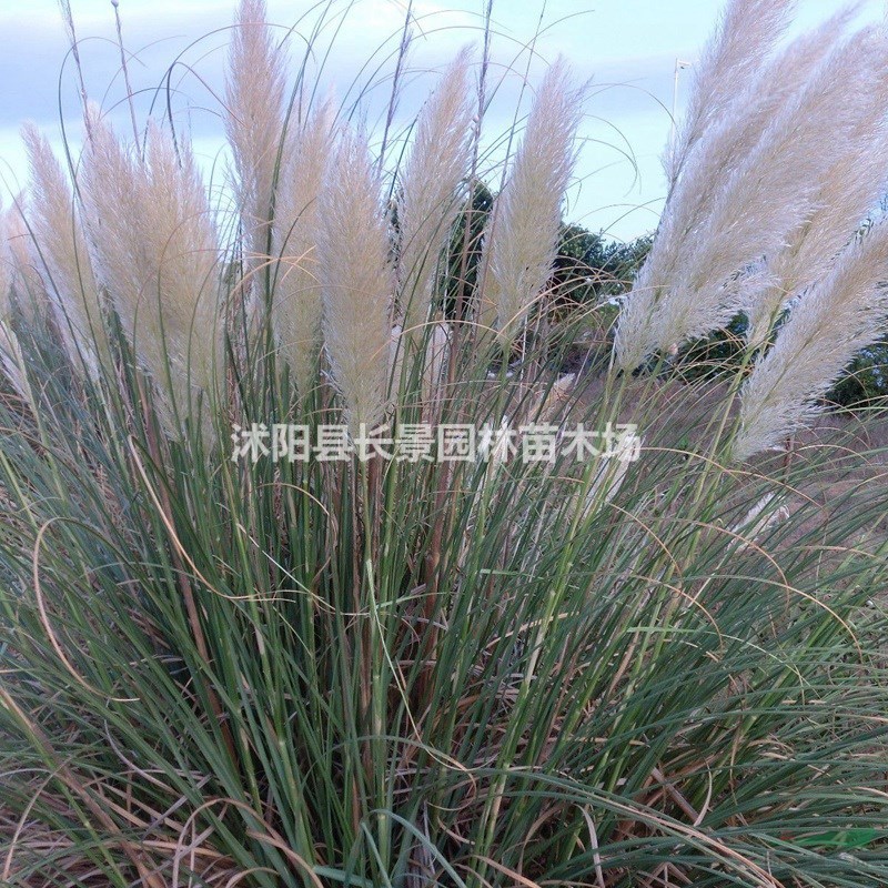 哪里有賣(mài)狼尾草種子？