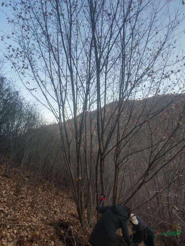 叢生五角楓