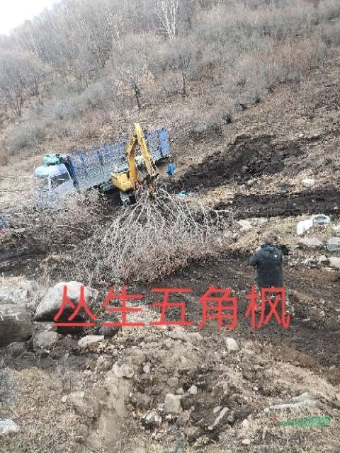 叢生五角楓