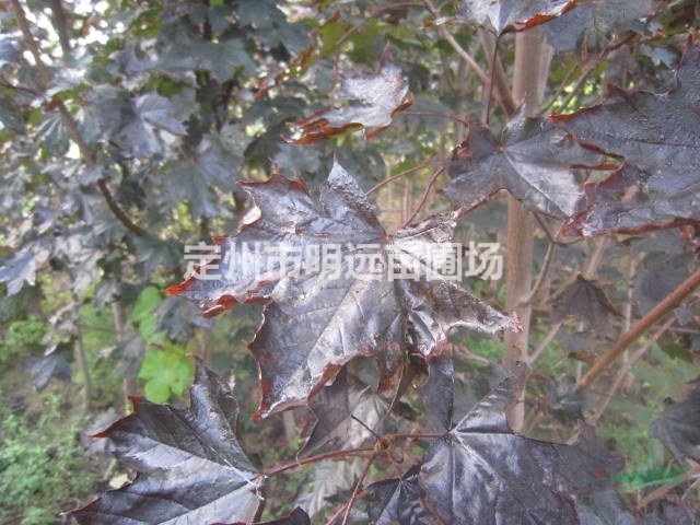 红枫高度2.5米胸径4公分冠幅1.2米批发价格