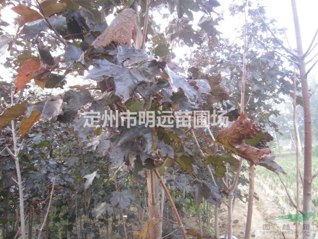 红枫高度2.5米胸径4公分冠幅1.2米批发价格