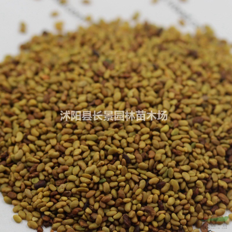紫花苜蓿種子價(jià)格？哪里有賣的？