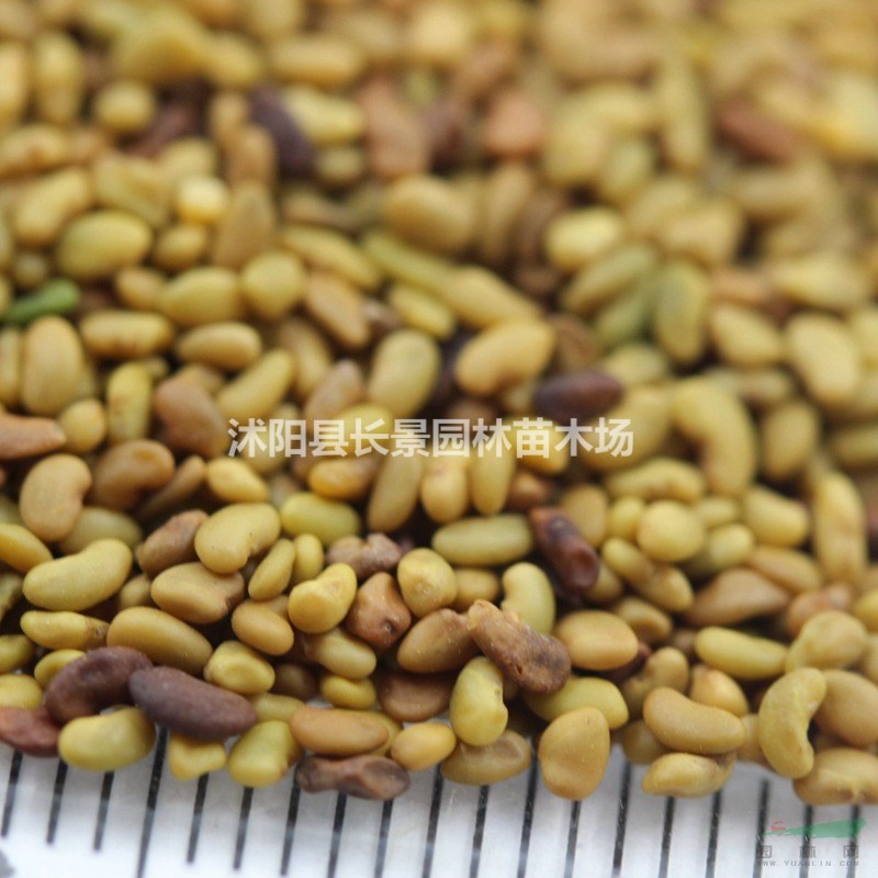 紫花苜蓿種子價(jià)格？哪里有賣的？