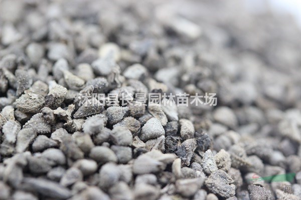 藍薊種子批發(fā)價(jià)格？