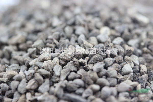 藍薊種子批發(fā)價(jià)格？