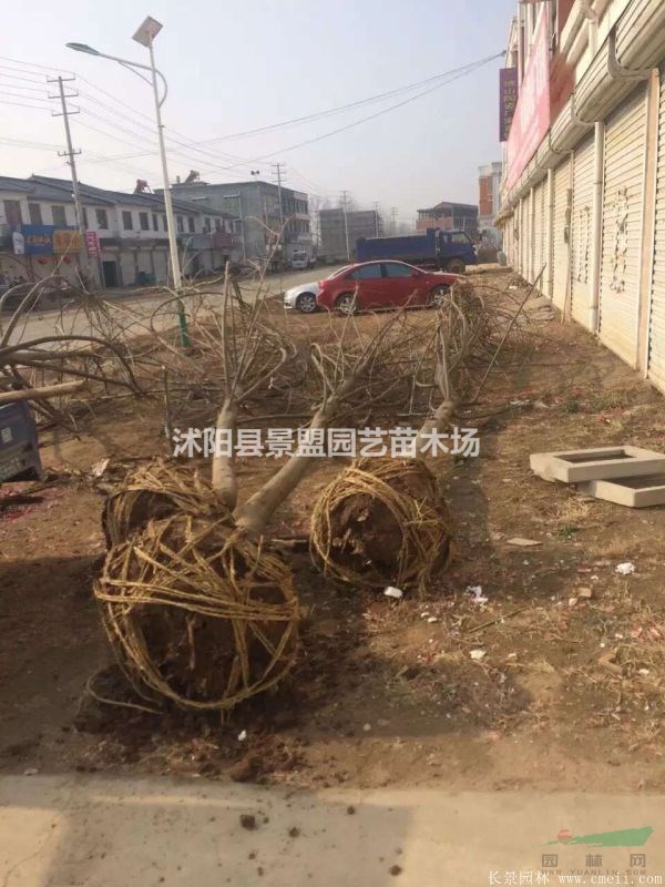 13公分15公分楓楊價(jià)格哪家低？