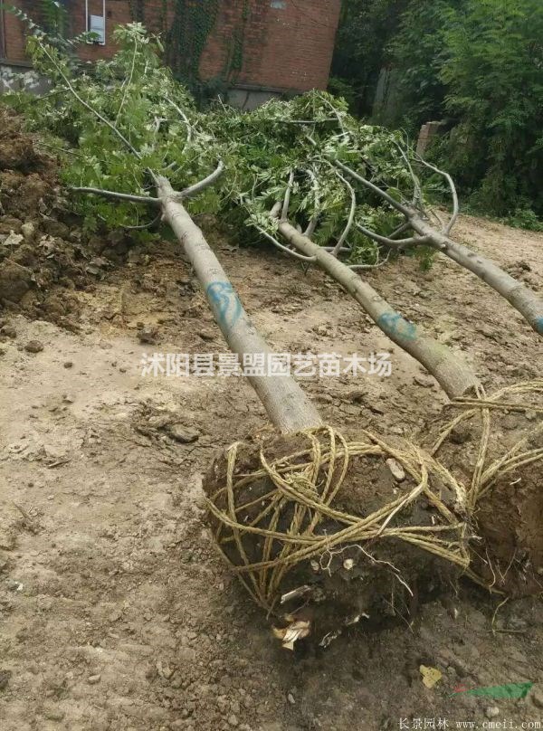 13公分15公分楓楊價(jià)格哪家低？
