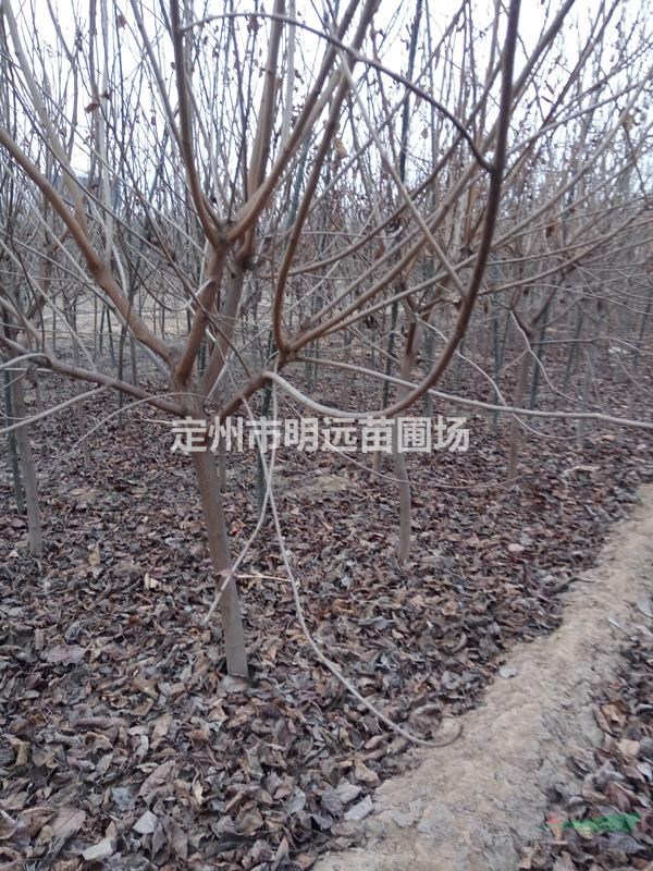 黄栌地径4公分高度2米冠幅1.2米市场行情