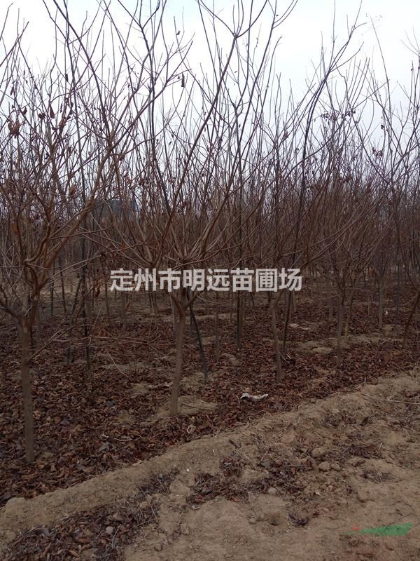黄栌地径4公分高度2米冠幅1.2米市场行情
