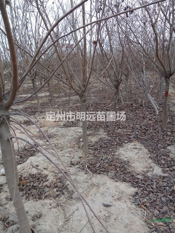 黄栌地径4公分高度2米冠幅1.2米市场行情