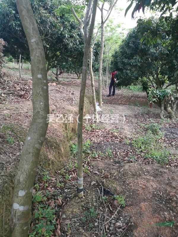 出售10年地生海南黄花梨苗木,米径8-15cm,约300棵