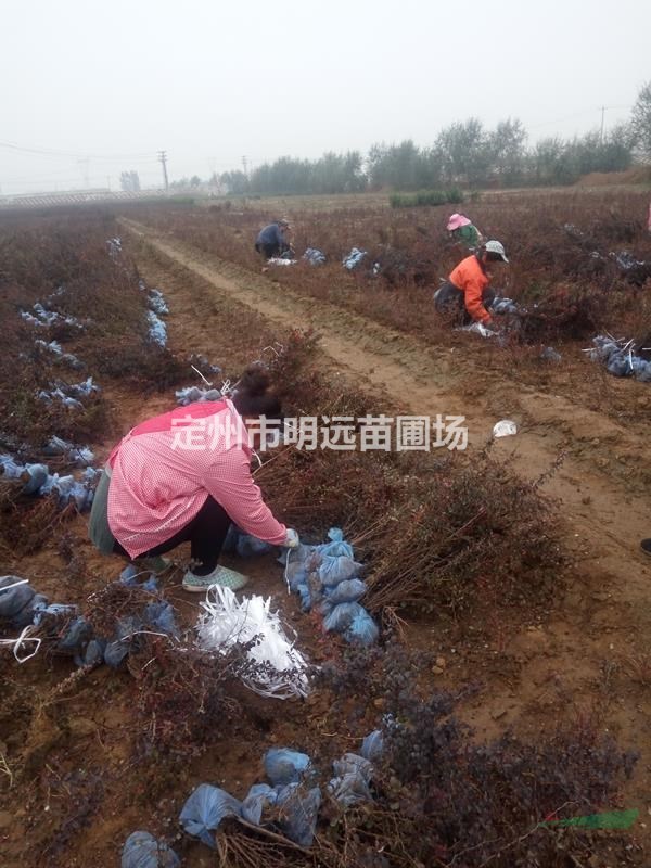 红叶小檗高度50公分冠幅25公分一平方米种多少棵