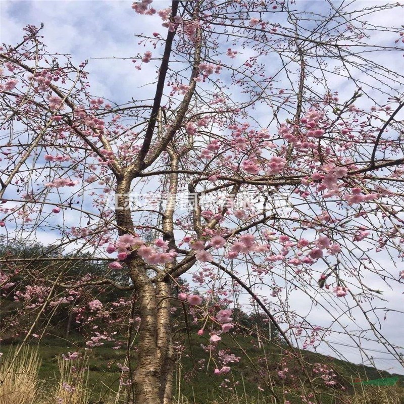 供應(yīng)八重紅枝垂櫻嫁接紅垂枝條陽(yáng)春櫻花樹(shù)小苗庭院枝垂一年櫻花苗