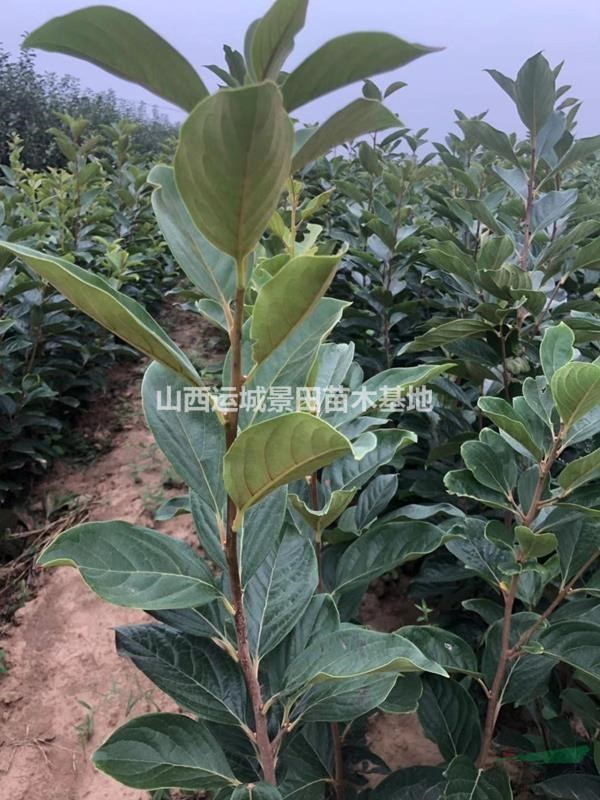 新品種柿子苗報價_當年結果柿子樹苗多少錢？是什么品種