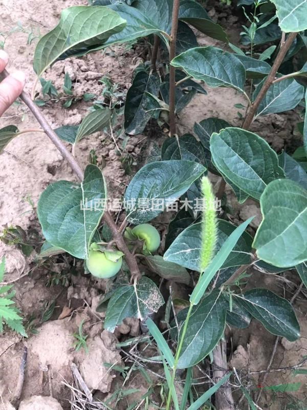 新品種柿子苗報價_當年結果柿子樹苗多少錢？是什么品種