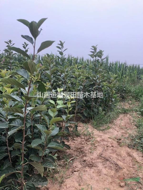 新品種柿子苗報價_當年結果柿子樹苗多少錢？是什么品種