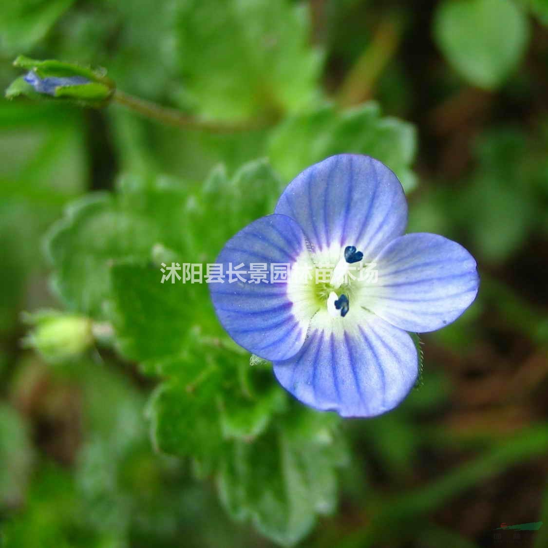 婆婆納種子哪里有賣