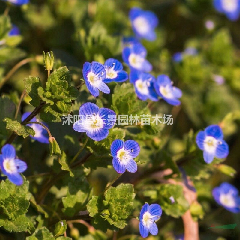 婆婆納種子價格