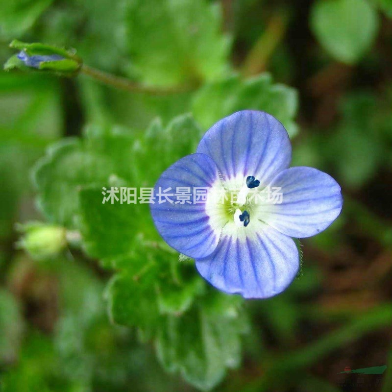 婆婆納種子什么價格