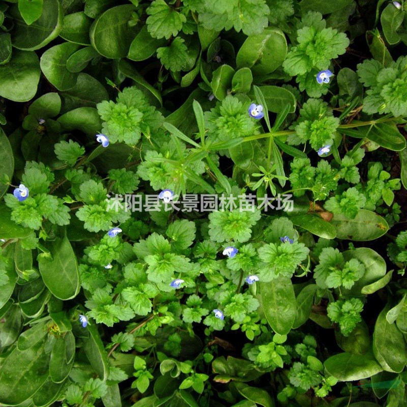 婆婆納種子什么價格