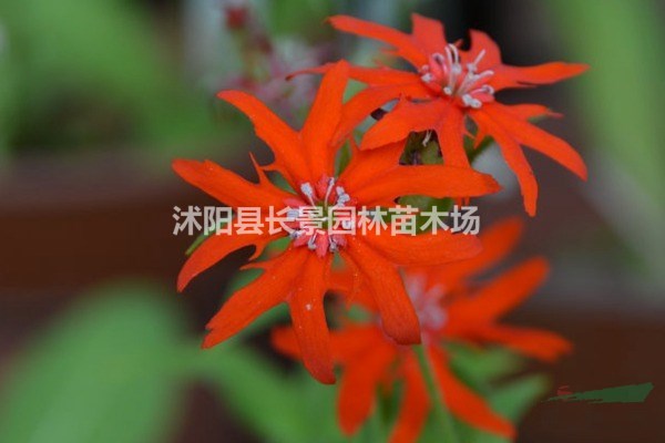 剪秋羅種子多少錢一斤