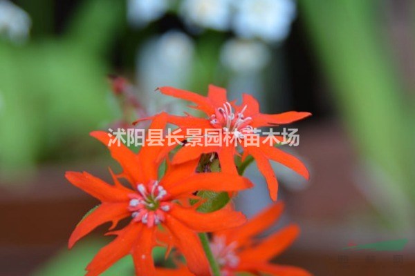 剪秋羅種子多少錢一斤