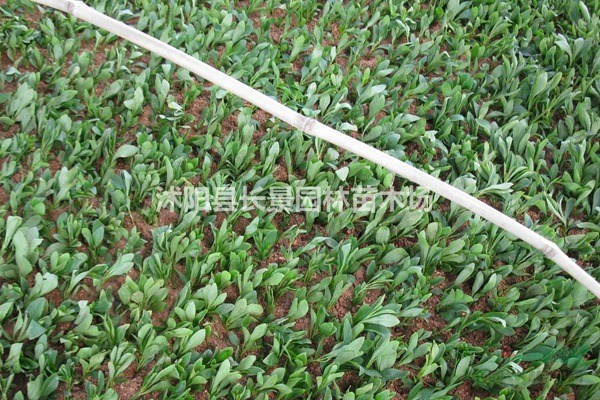 甜葉菊種子哪里有賣？