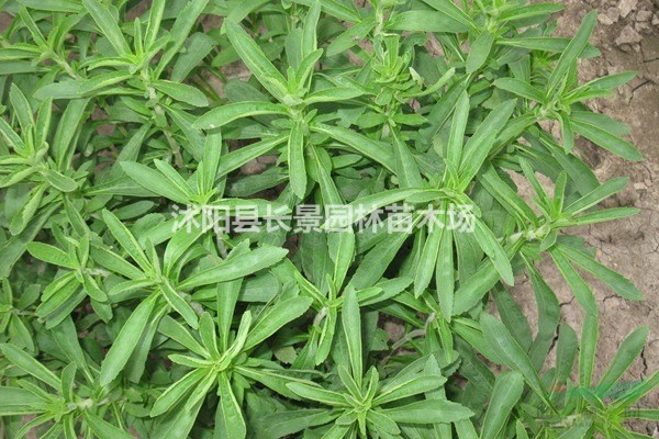 甜葉菊種子哪里有賣？