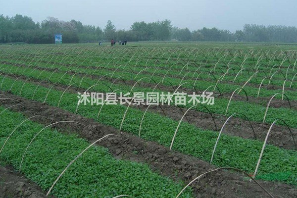 甜葉菊種子什么價(jià)格