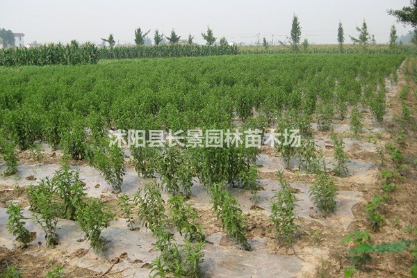 甜葉菊種子什么價(jià)格