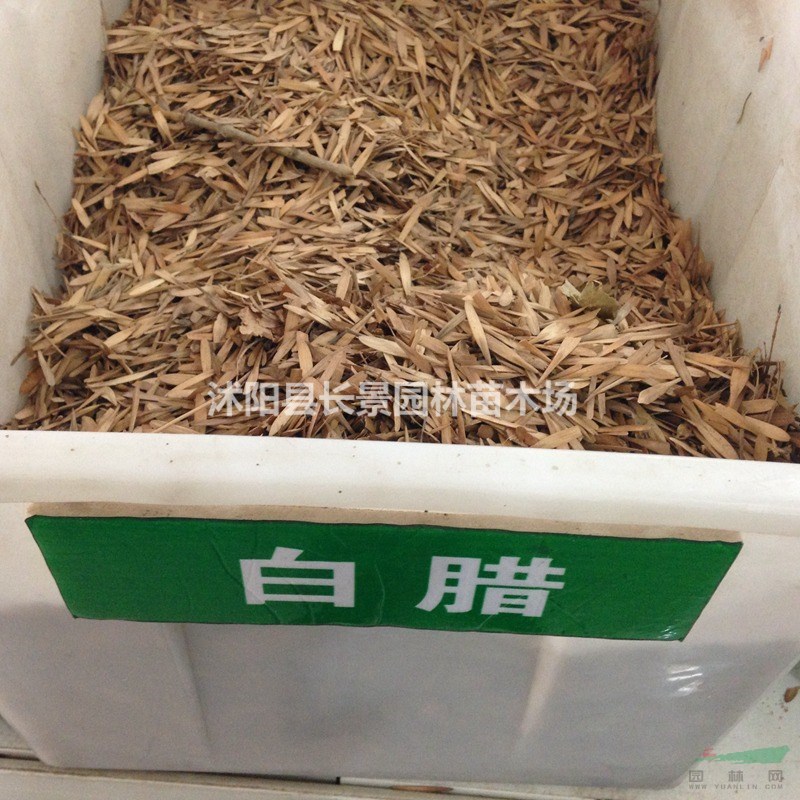 白臘種子批發(fā)價格