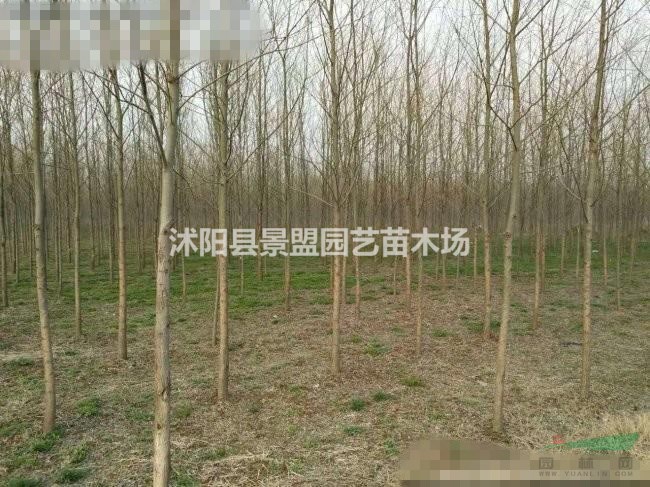 哪里有6公分7公分8公分饅頭柳種植基地？