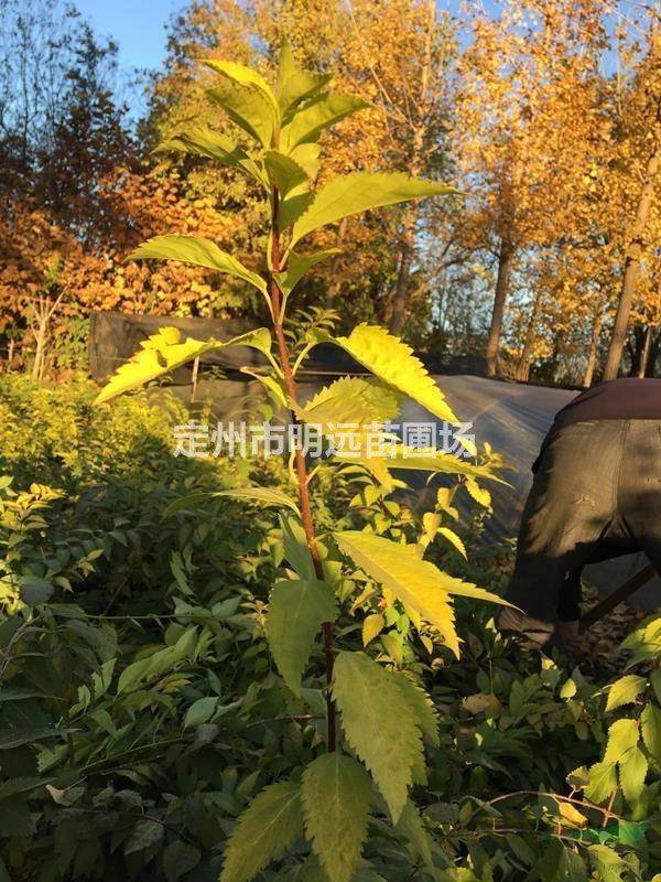 金叶连翘高度1米4分枝以上市场行情