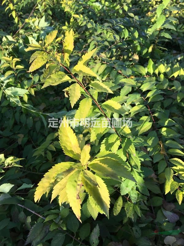 金叶连翘高度1米4分枝以上市场行情
