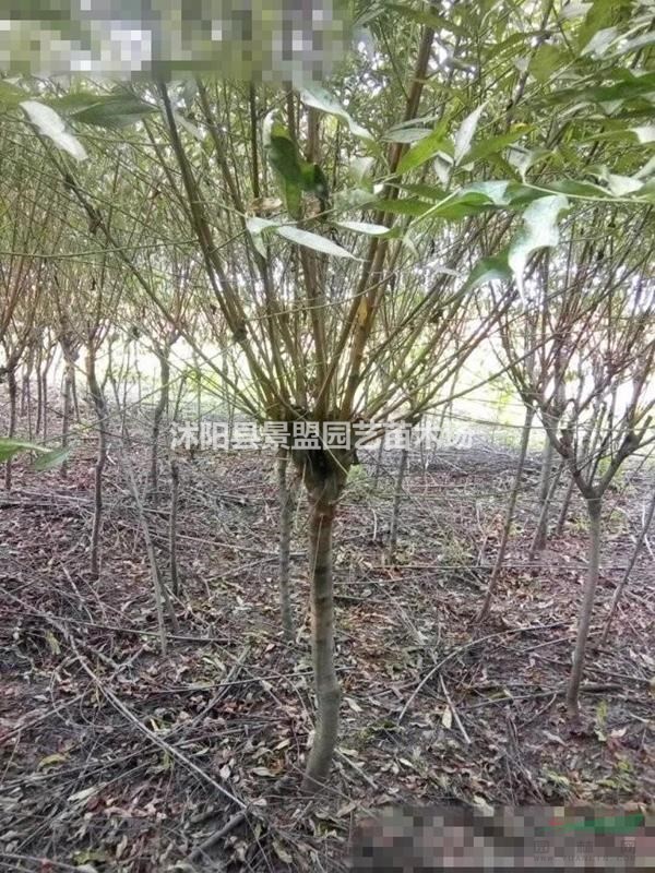 買(mǎi)10公分12公分15公分碧桃去哪里比較好？