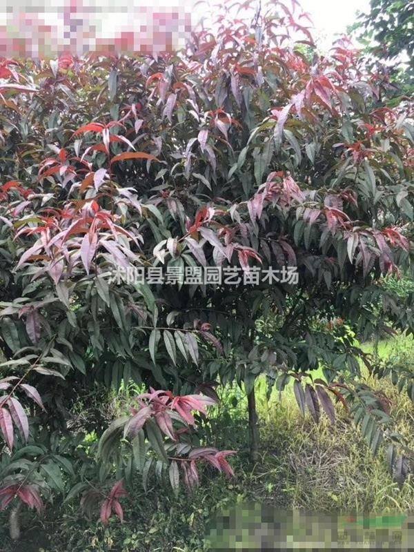 買(mǎi)10公分12公分15公分碧桃去哪里比較好？