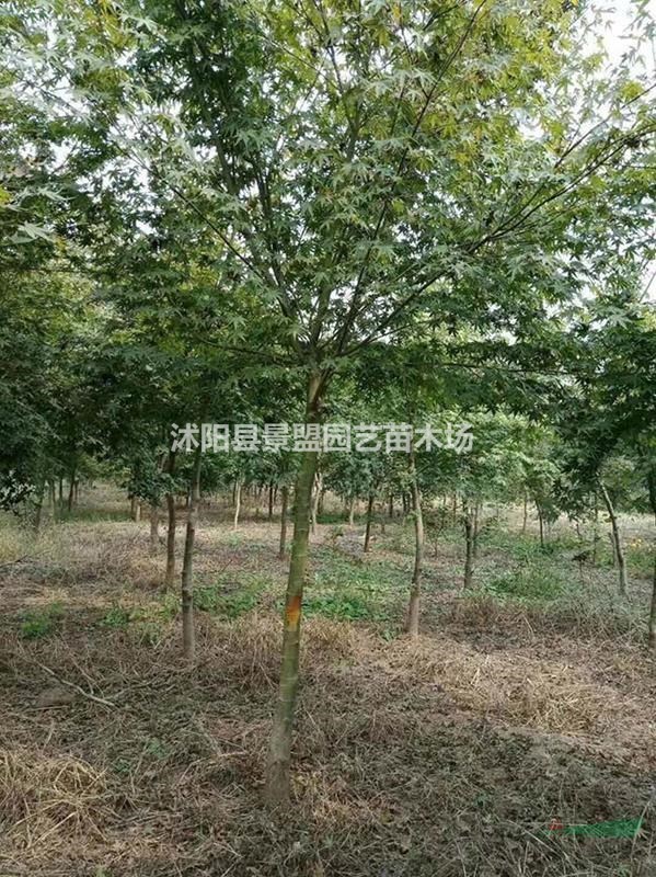 3公分4公分5公分雞爪槭價(jià)格哪里便宜？