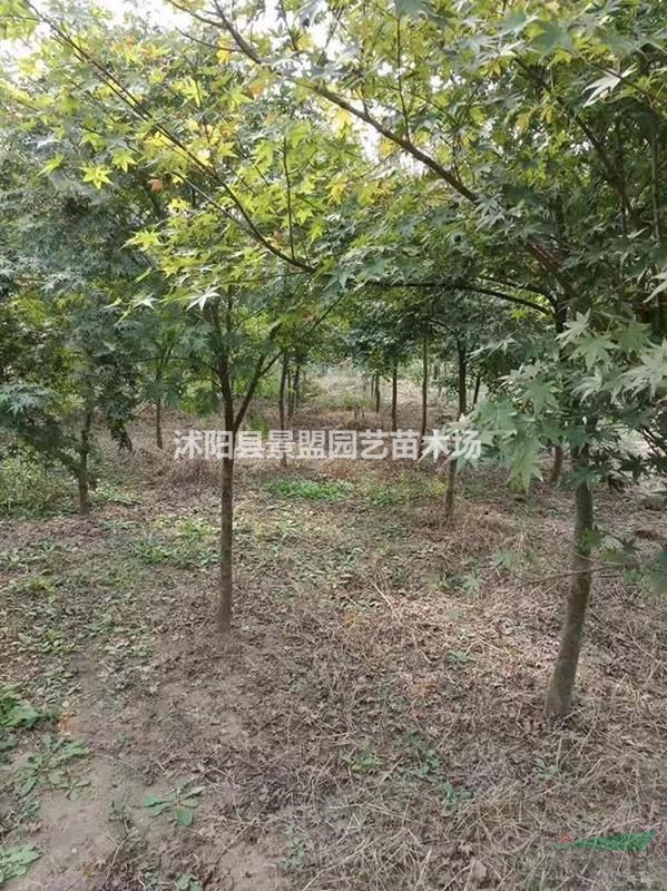 3公分4公分5公分雞爪槭價(jià)格哪里便宜？