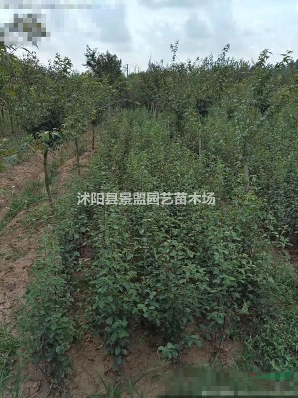 12公分13公分14公分日本櫻花供應商最新報價