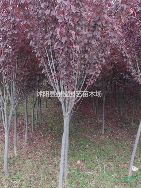 批發(fā)8公分10公分12公分紫葉李來產(chǎn)地，行情透明貨源充足？