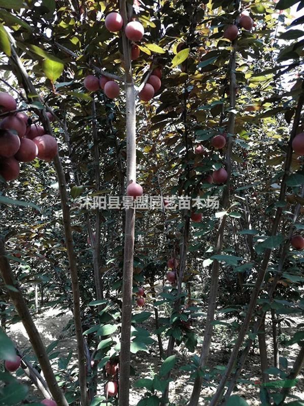 批發(fā)8公分10公分12公分紫葉李來產(chǎn)地，行情透明貨源充足？
