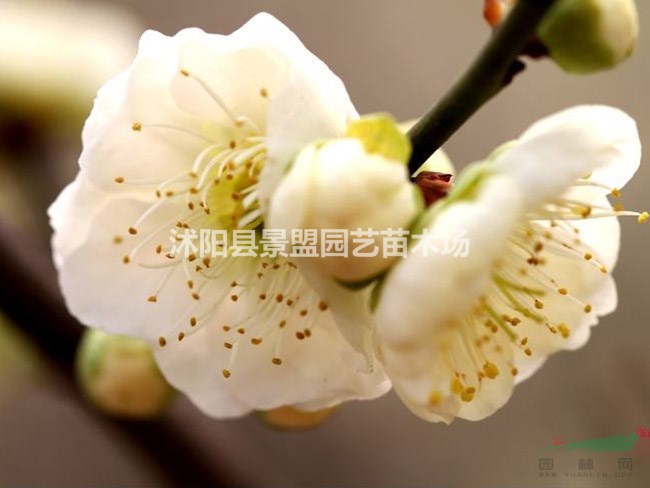 3公分4公分5公分綠梅多少錢一棵？