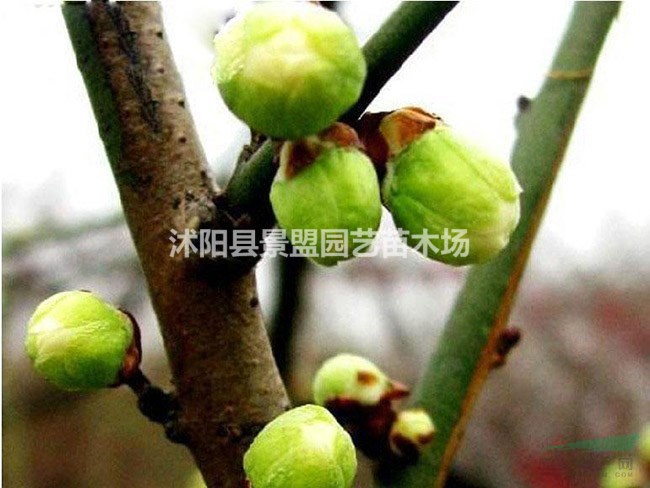 3公分4公分5公分綠梅多少錢一棵？