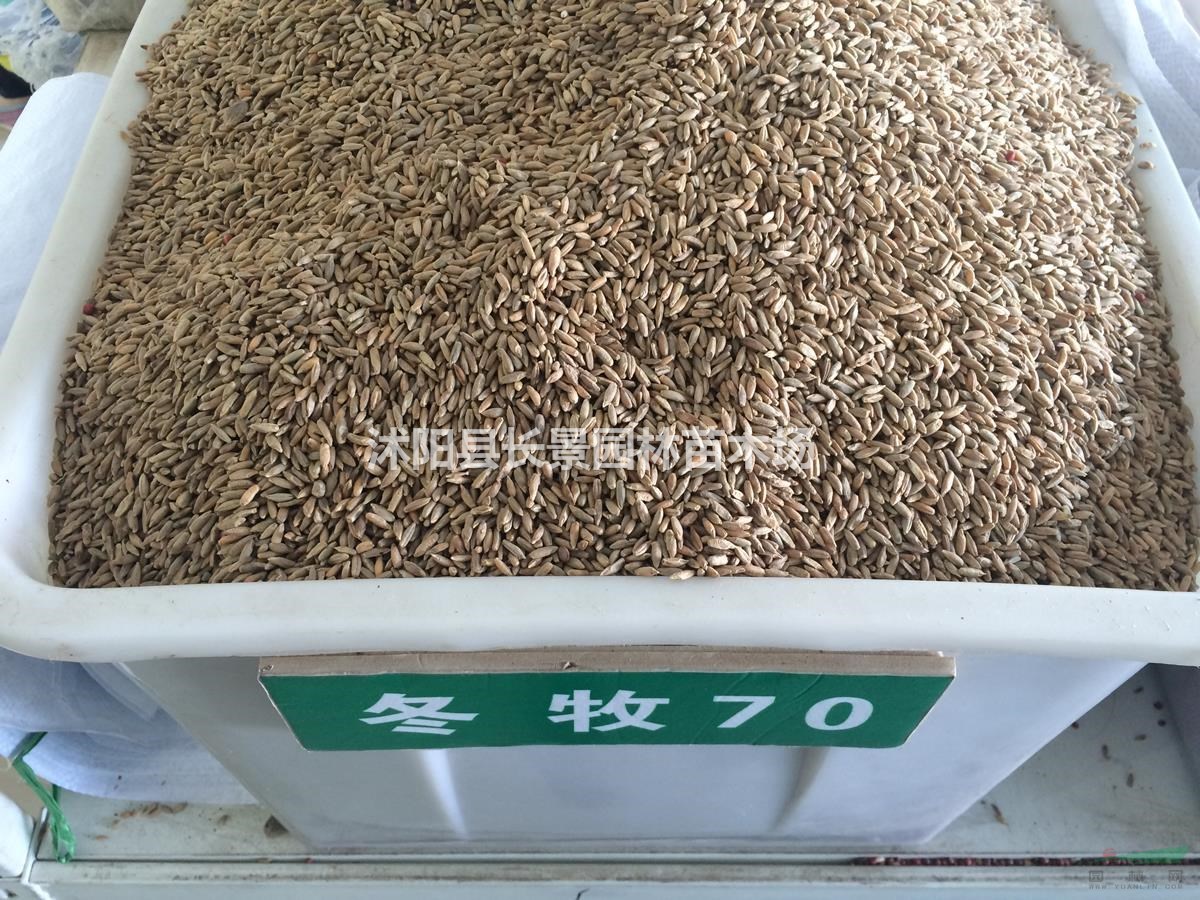 冬牧種子哪里有賣